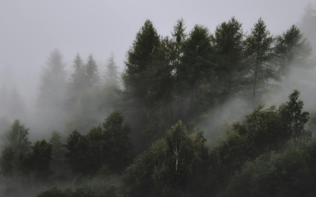 How Environmental Education Turns Curiosity into Climate Action